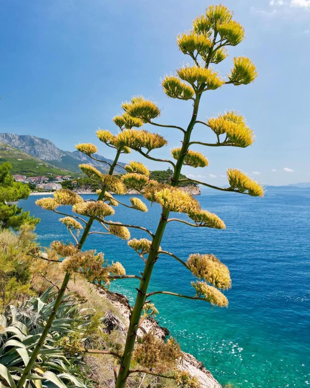 Apartment Villa Mirna Makarska Esterno foto