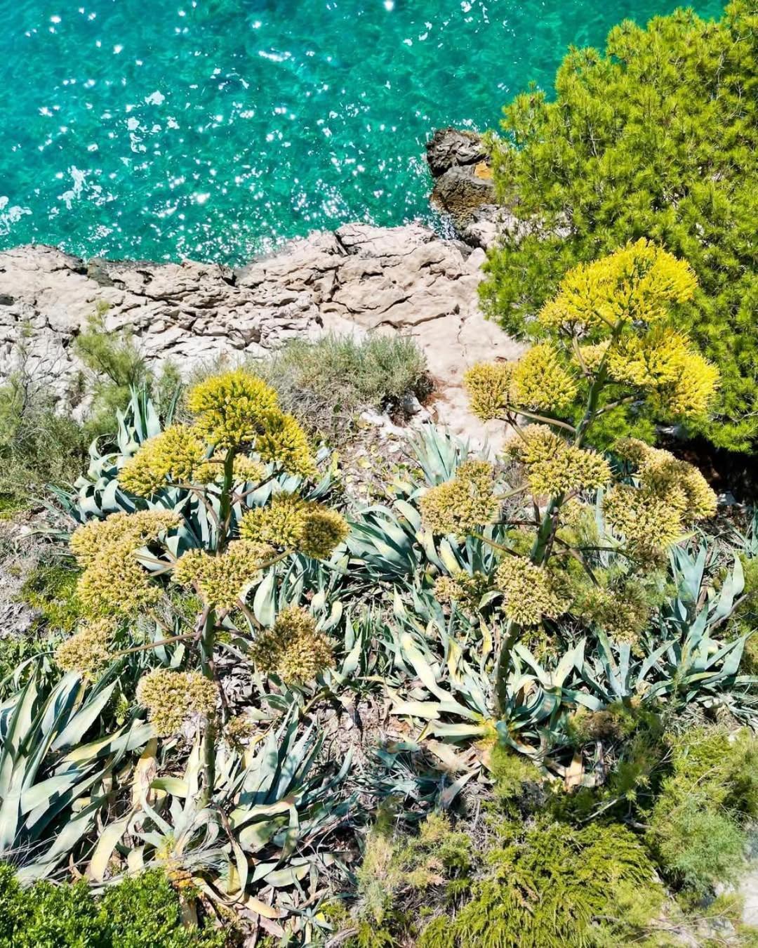 Apartment Villa Mirna Makarska Esterno foto