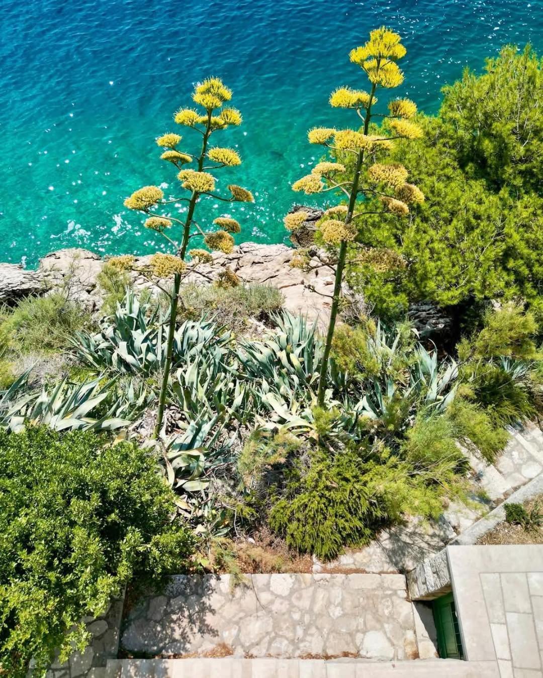 Apartment Villa Mirna Makarska Esterno foto